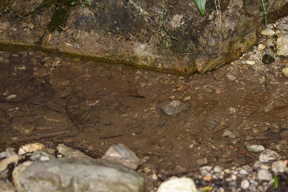 Larva di Salamandra salamandra